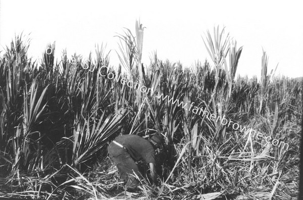 SUGAR - FIELDS : CUTTING CANE